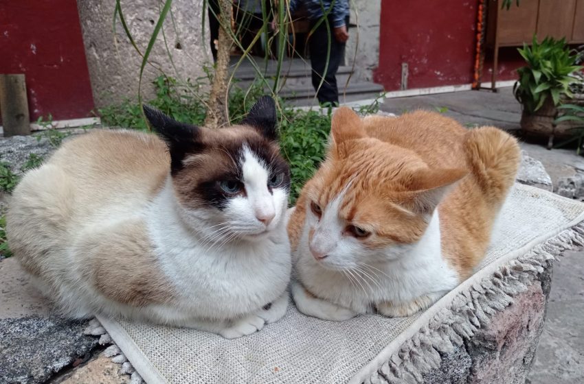 Pretende PROFEPA desalojar a los gatos que por más de una década han sido emblema de la institución