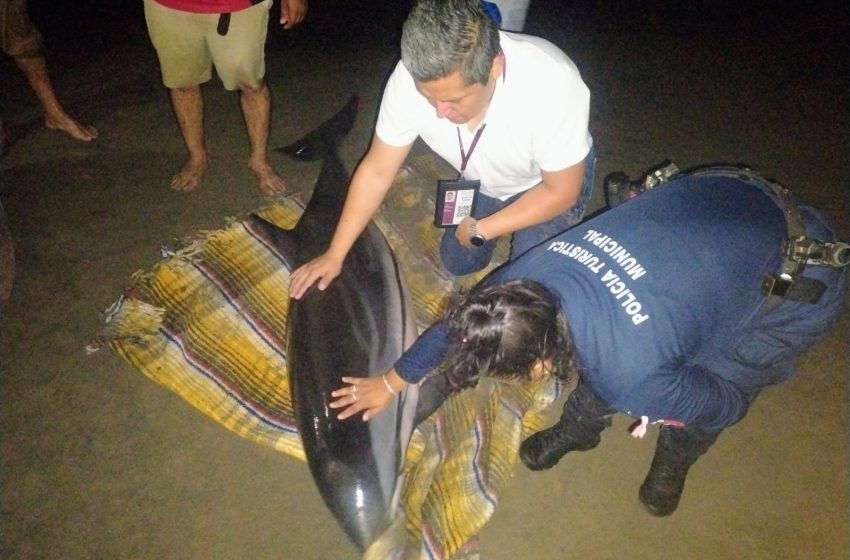  Rescatan delfín varado en las costas de Playa Azul: un ejemplo de compromiso ciudadano y amor por la vida marina