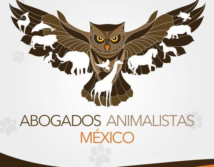  Maravatío, territorio del horror animal: Exigen a la FGE detener la impunidad