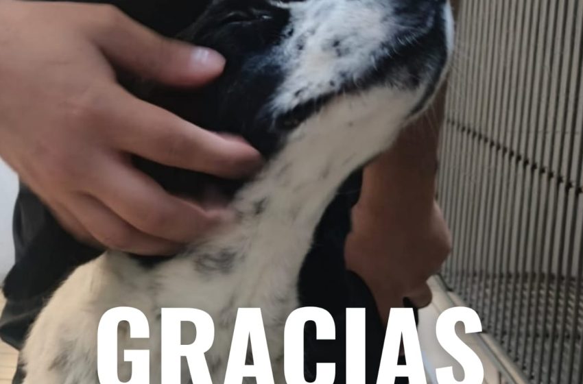  Este martes, primer juicio por crueldad animal en Zitácuaro: el caso de “Huesitos” sienta precedente legal
