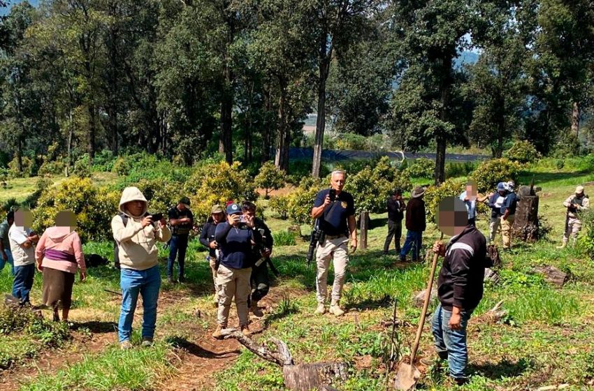  En Los Reyes, desmantela FGE huerta de aguacate como parte de reparación del daño por delitos contra el ambiente