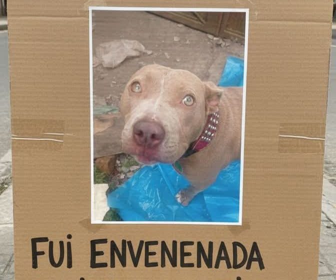  Señalan al Ayuntamiento de Paracho por matanza masiva de perros; piden a la FGE investigar sin encubrimiento