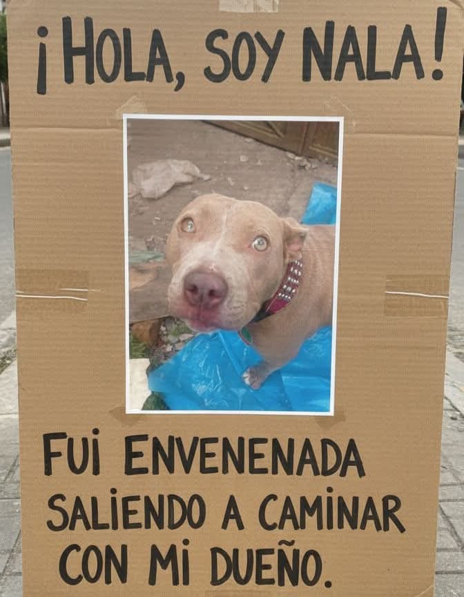 MascosEnvePara1