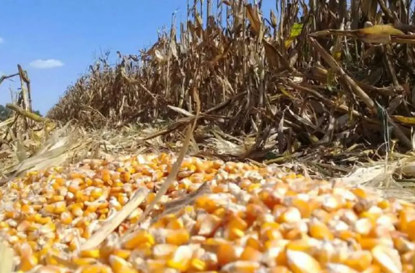  Abaratamiento de granos y ganado generan una tormenta en el agro mexicano
