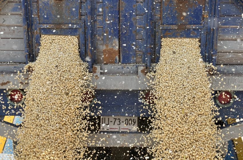  Productores exigen a la Federación ampliar presupuesto al maíz