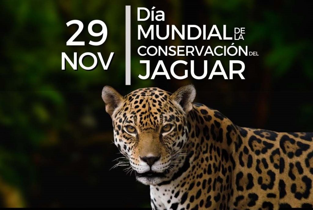 DiaConsJaguar