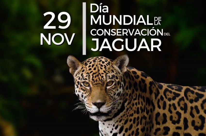  29 de noviembre: Día Mundial de la Conservación del Jaguar