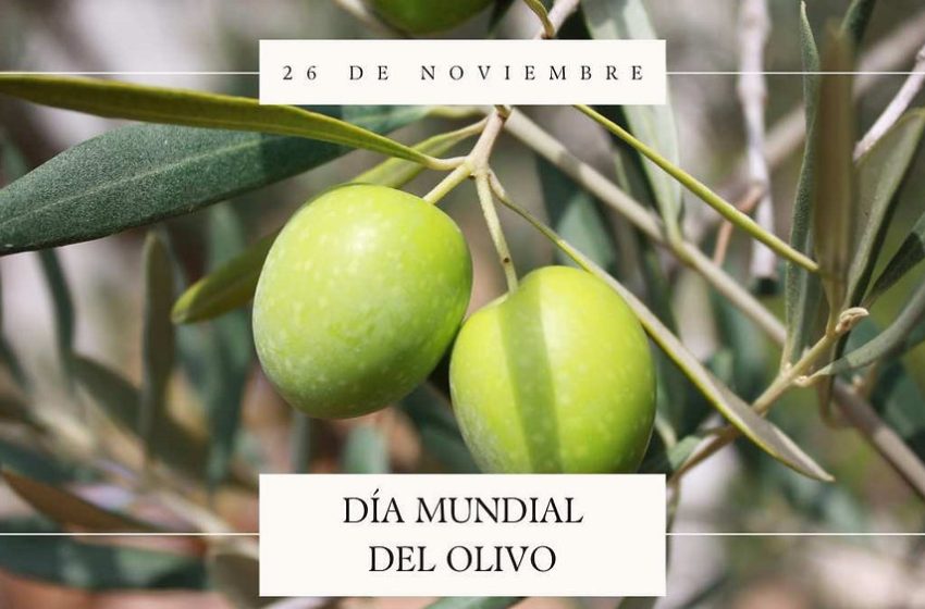 DiaOlivo