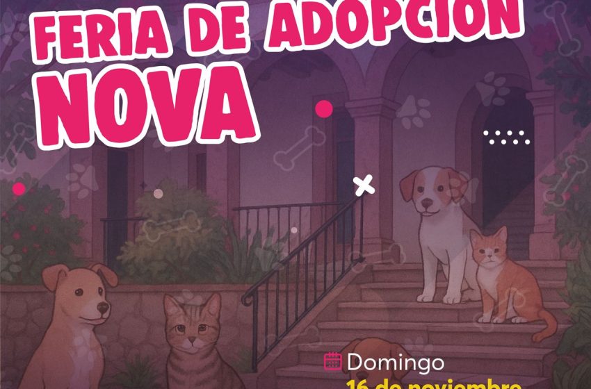  Séptima feria de adopción de la Casita de Frijol: una docena de michis buscan a su Karen o Karencio