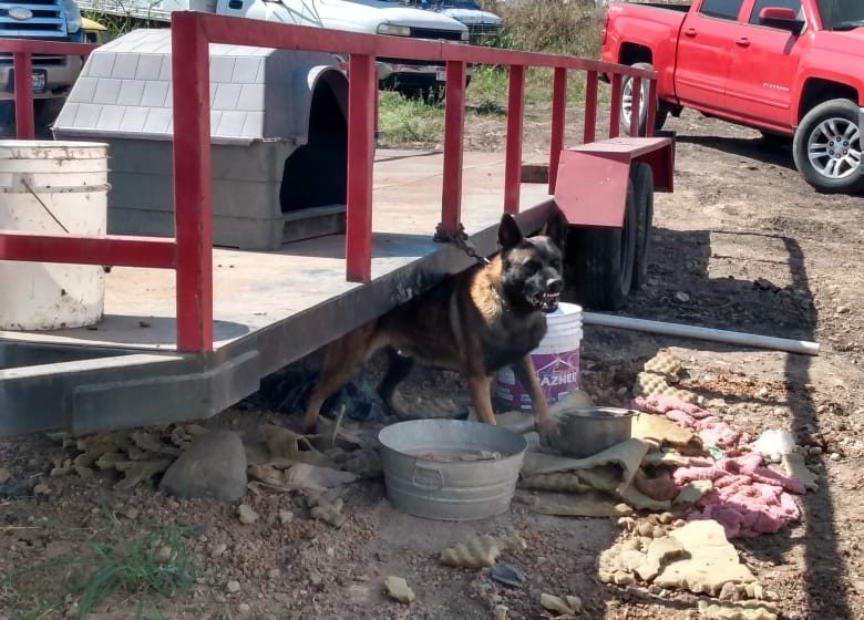  Rescata FGE a canino en situación de maltrato en Tarímbaro
