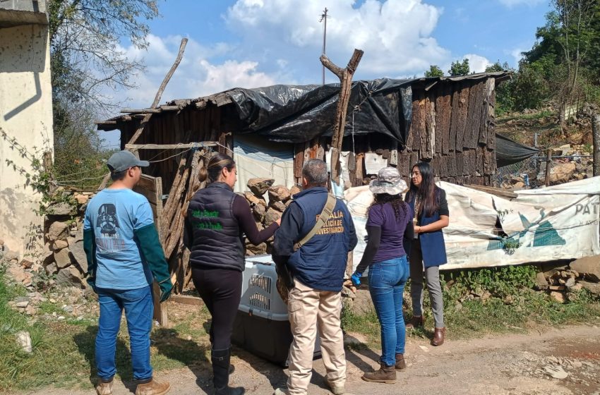  Rescata FGE a canino en situación de maltrato animal, en Pátzcuaro