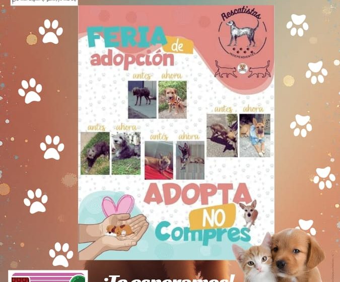  Michis y lomitos entrevistarán a sus futuros humanos en feria de adopción de Rescatistas Independientes