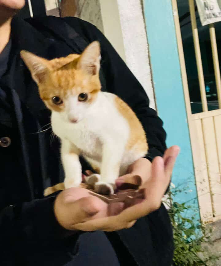 MasAdop9Nov2