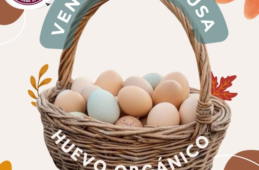  Lomitos de GHAPAD lanzan venta de huevos para financiar sus croquetas