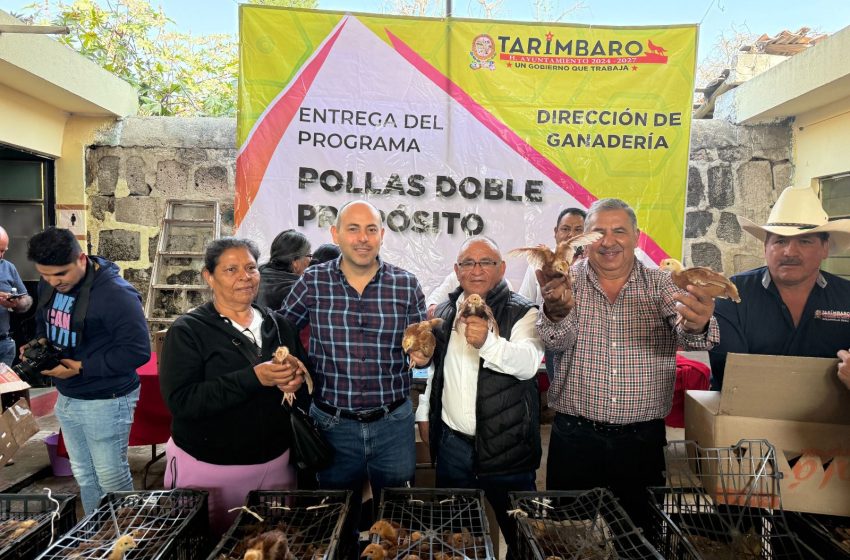 TarPollitas1