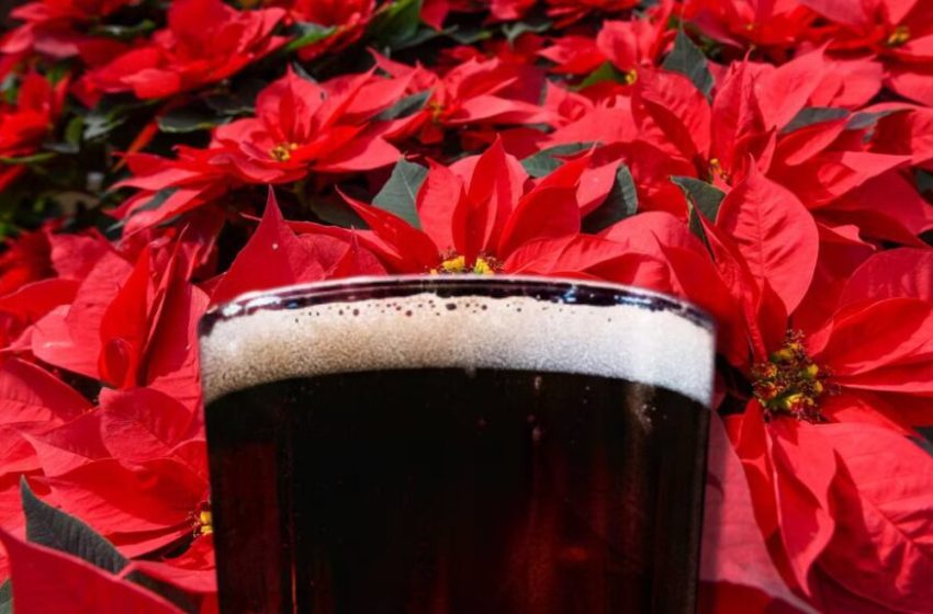 Conoce porque solo se vende en época navideña la Cerveza Noche Buena