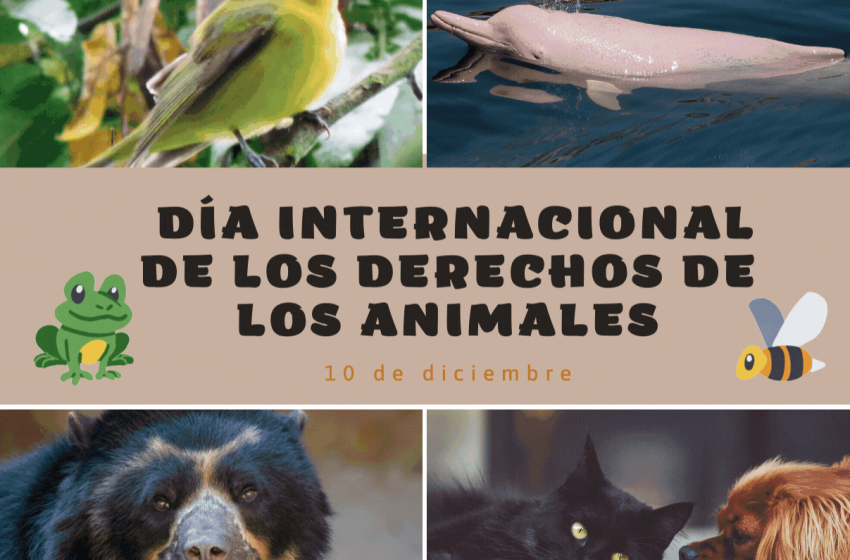 DiaDersAnims