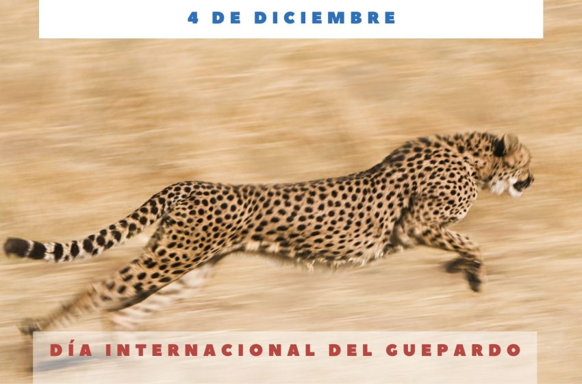 DiaGuepardo