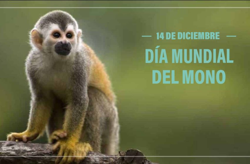 DiaMono