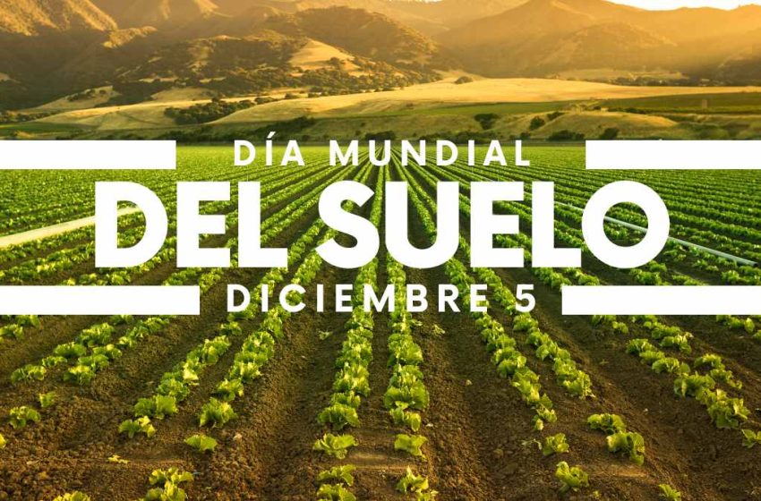DiaSuelo