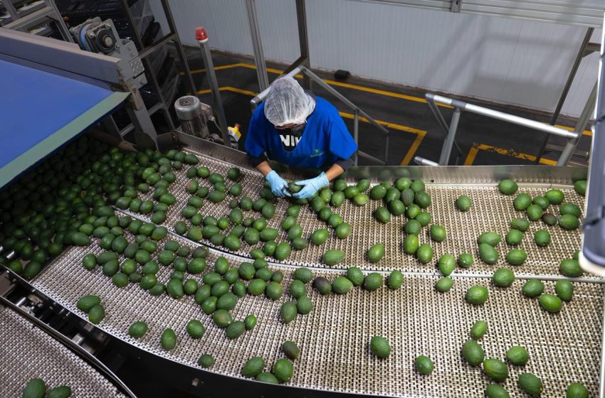  Libre de deforestación el 90% del aguacate de exportación: SECMA