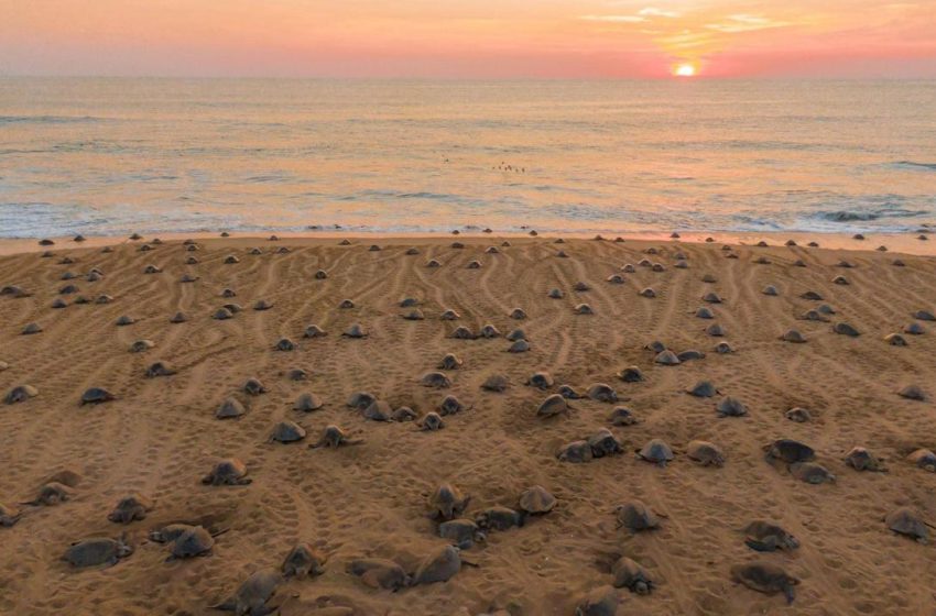  Descubre el santuario de las tortugas marinas en la Costa Michoacana y sé testigo de su nacimiento