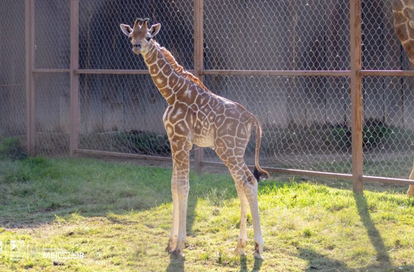 ¡Nuevo habitante en la manada! Nace jirafa reticulada en el Zoológico de Morelia