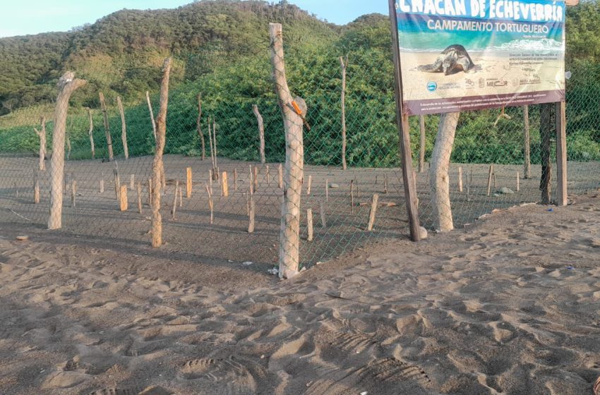  Campamentos tortugueros liberan más de 500 mil crías en un mes: COMPESCA