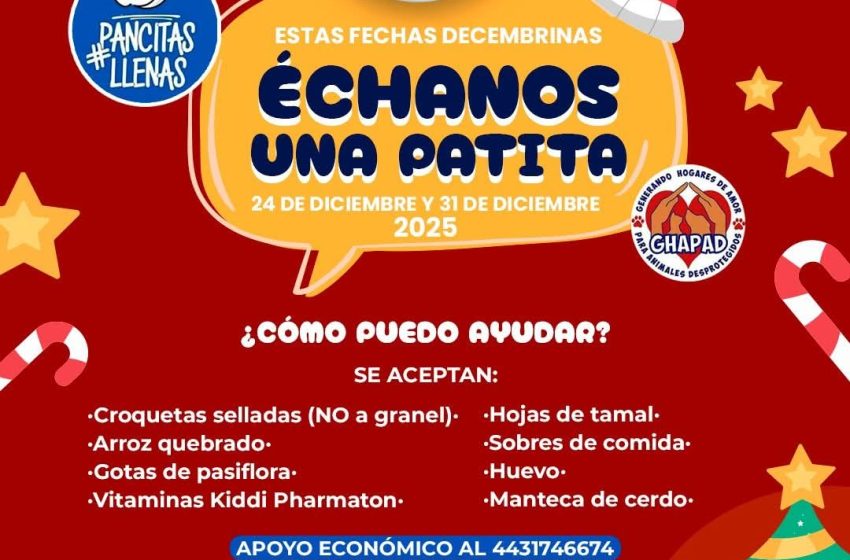  48 almas peludas en GHAPAD alzan el aullido: buscan una familia antes de otra Navidad sin hogar