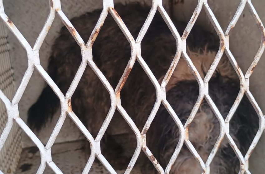 Rescata FGE a 60 ejemplares caninos en situación de maltrato animal en el Centro Histórico de Morelia