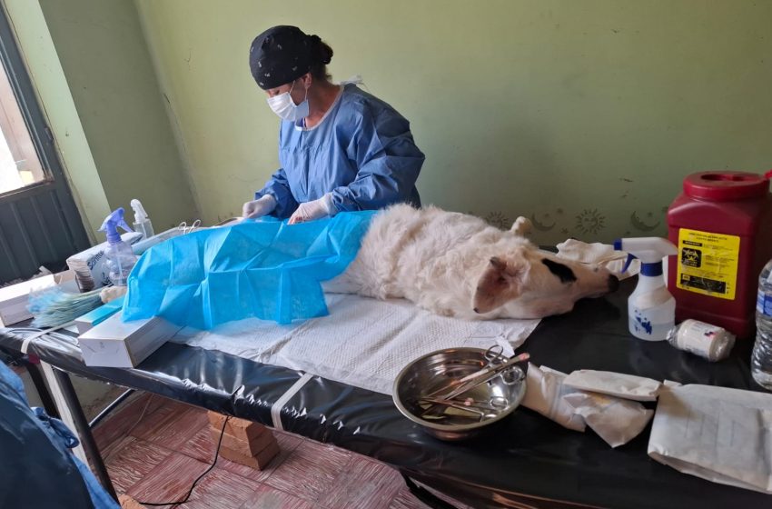  Da seguimiento FGE al plan de manejo de ejemplares caninos y felinos en un inmueble de la colonia Centro, en Morelia