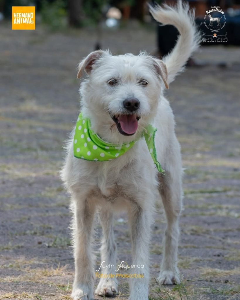 MascosDARAMOR4