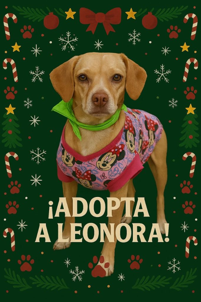 MascosFeria7Dic2