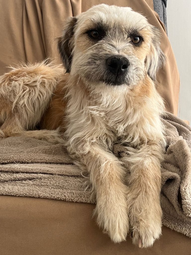 MascosFeria7Dic4