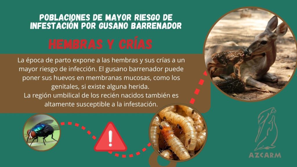 AZCARM GusBarre