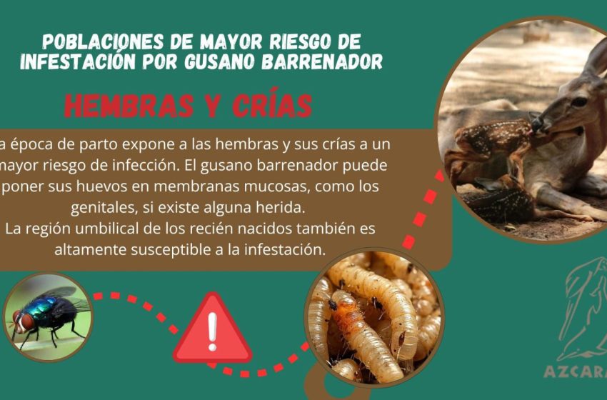 AZCARM GusBarre