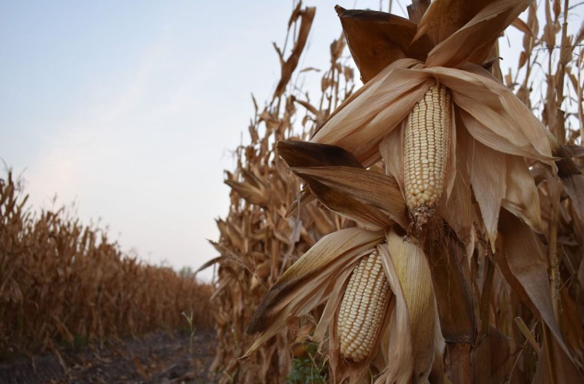  Productores de maíz al límite, exigen rescate al campo