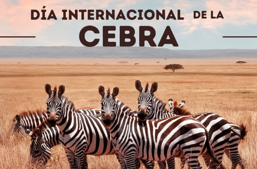 DiaCebra