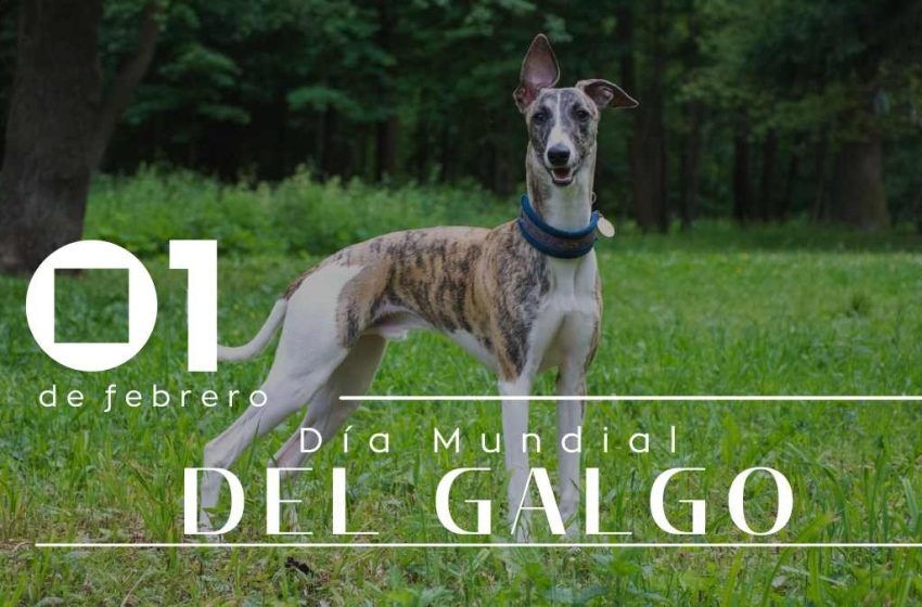 DiaGalgo