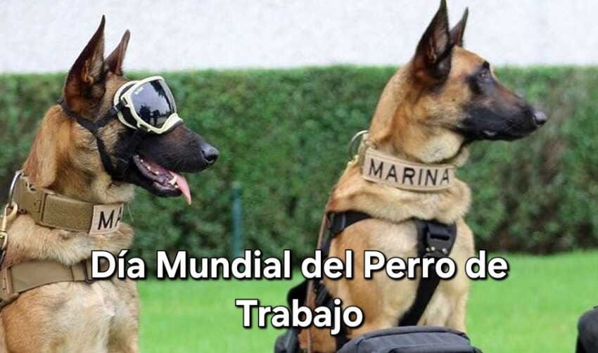 DiaPerroTrabajo 1