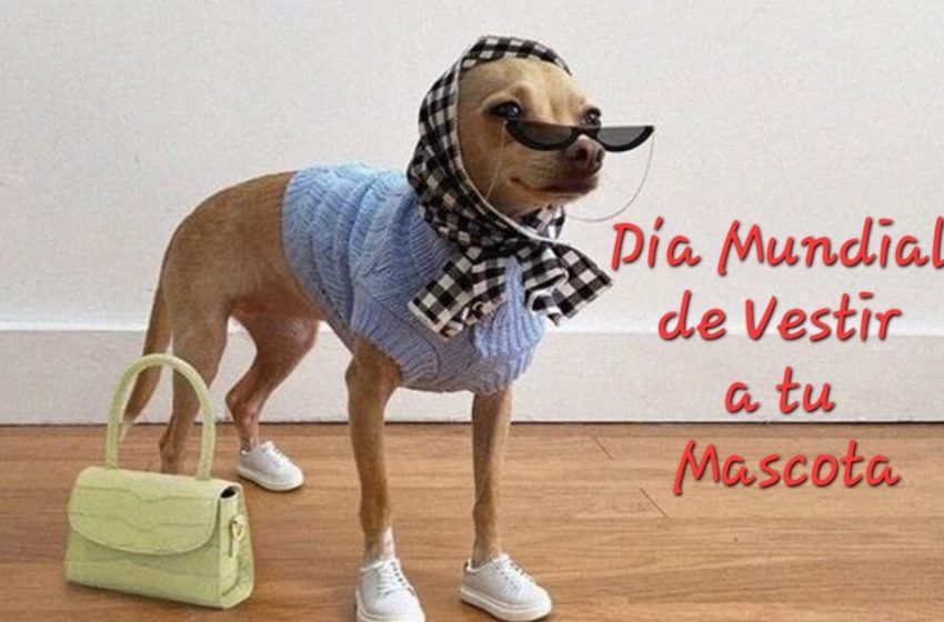 DiaVestirMascota