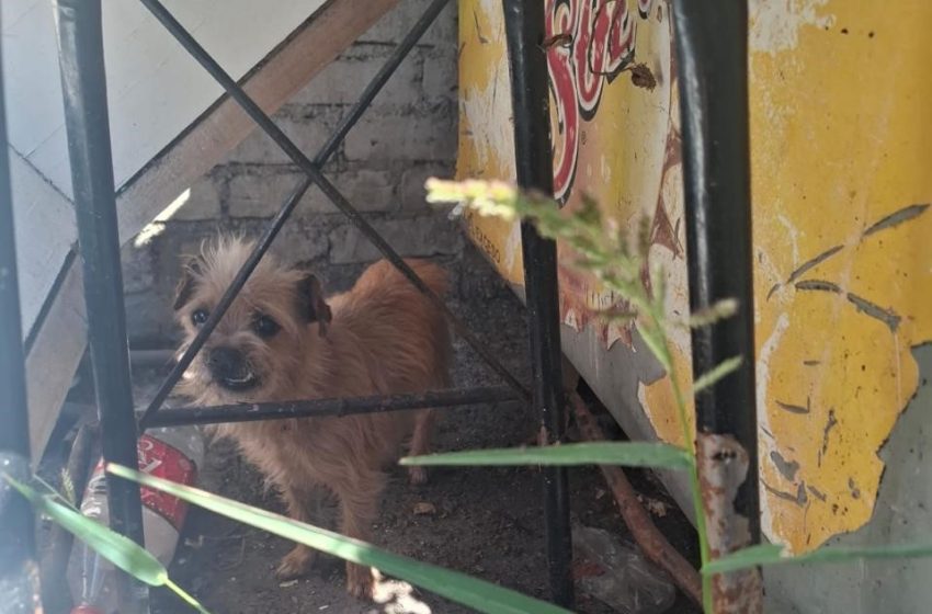  Rescata Fiscalía General a dos ejemplares caninos víctimas de maltrato animal