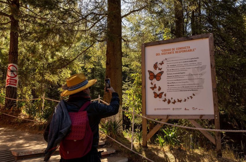  Enero y febrero, los mejores meses para vivir la magia de la Monarca en Michoacán: SECTUR