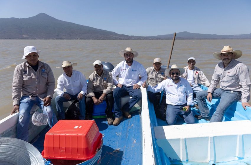  Michoacán busca sembrar vida con 200 mil peces nativos en el lago de Pátzcuaro