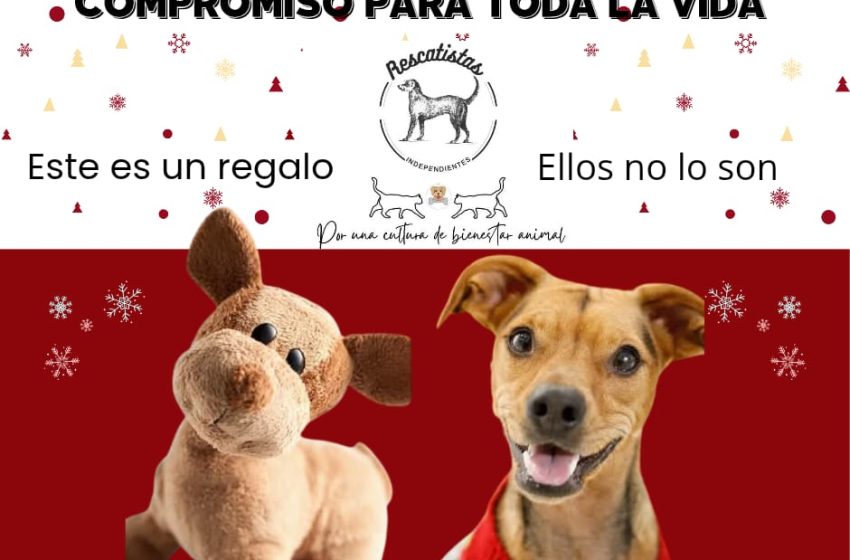  Los animales no son juguetes: Rescatistas Independientes piden frenar regalos de perros y gatos en Día de Reyes