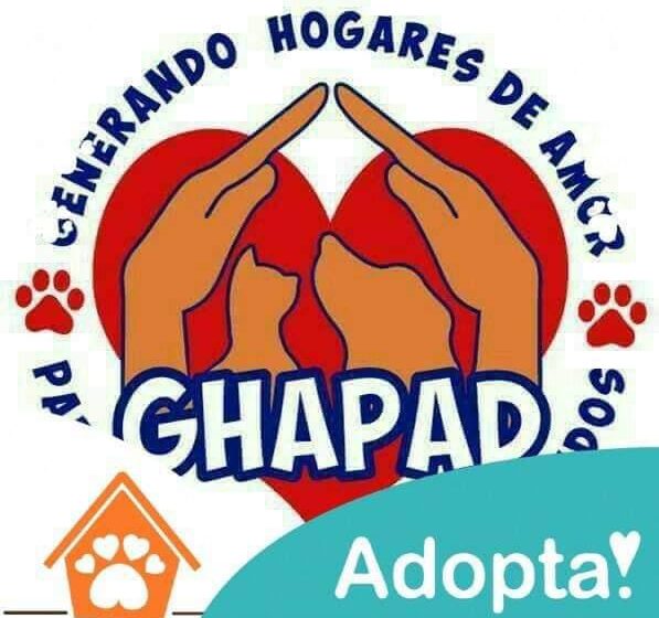  Perros de talla grande, los más estigmatizados y despreciados por la sociedad: GHAPAD
