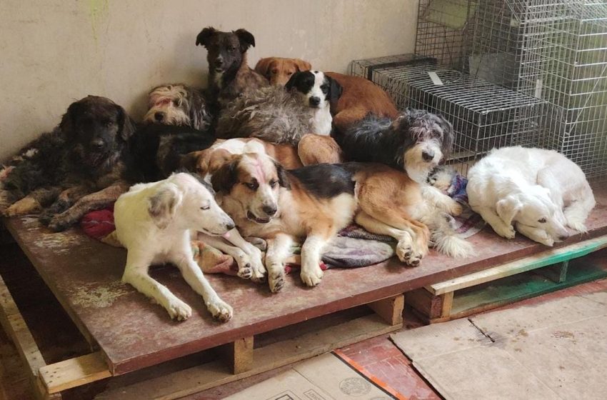  Fiscalía General del Estado de Michoacán fortalece acciones en materia de protección animal durante 2025