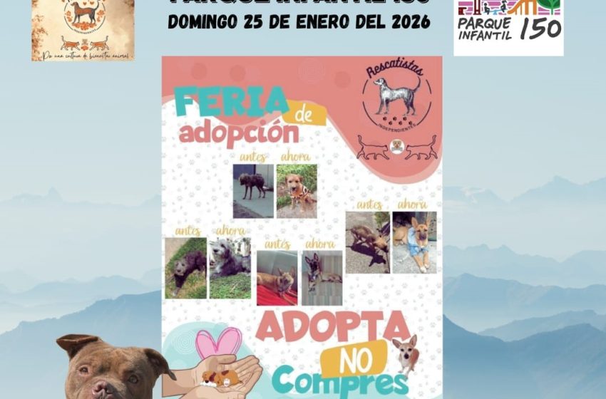  Morelia se prepara para la segunda feria de la adopción: una nueva oportunidad para peludos como Zoé