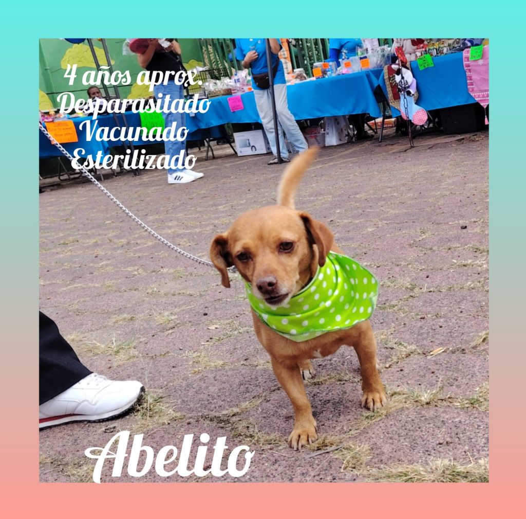 MascosAdopEne11
