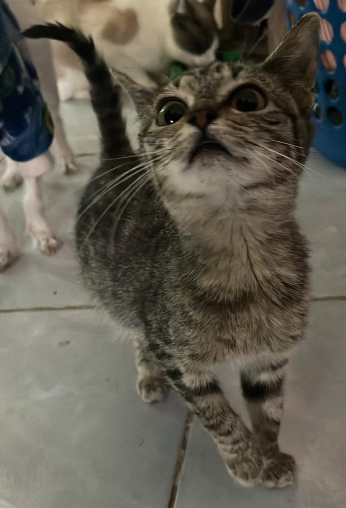 MascosFeriaAdopNova3